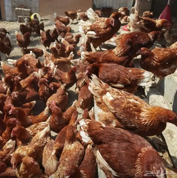 دجاج لوهمان براون الماني بيور دم صافي مستورد 7