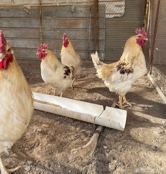 دجاج لوهمان براون الماني بيور دم صافي مستورد 1