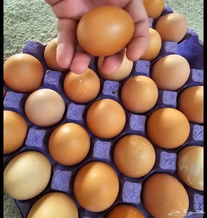 دجاج لوهمان براون الماني بيور دم صافي مستورد 10