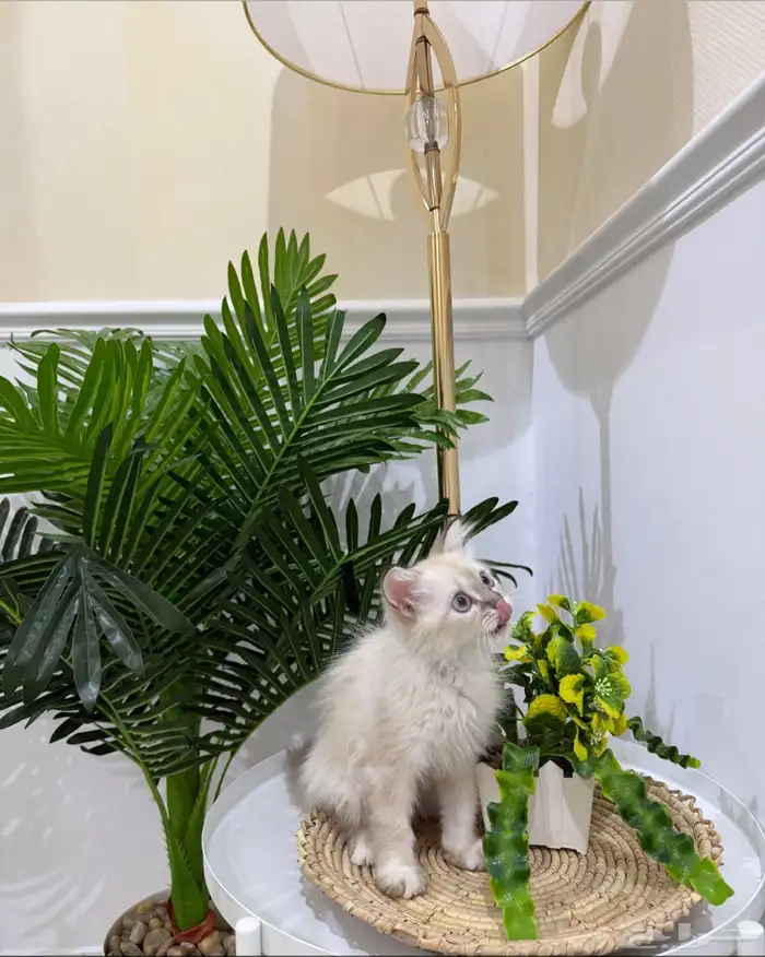 قطه صغيره هملايا 1