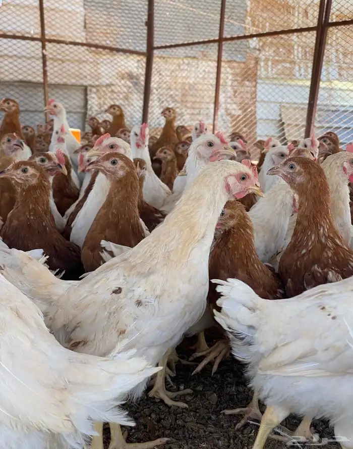 دجاج لوهمان براون الماني بيور دم صافي مستورد 6