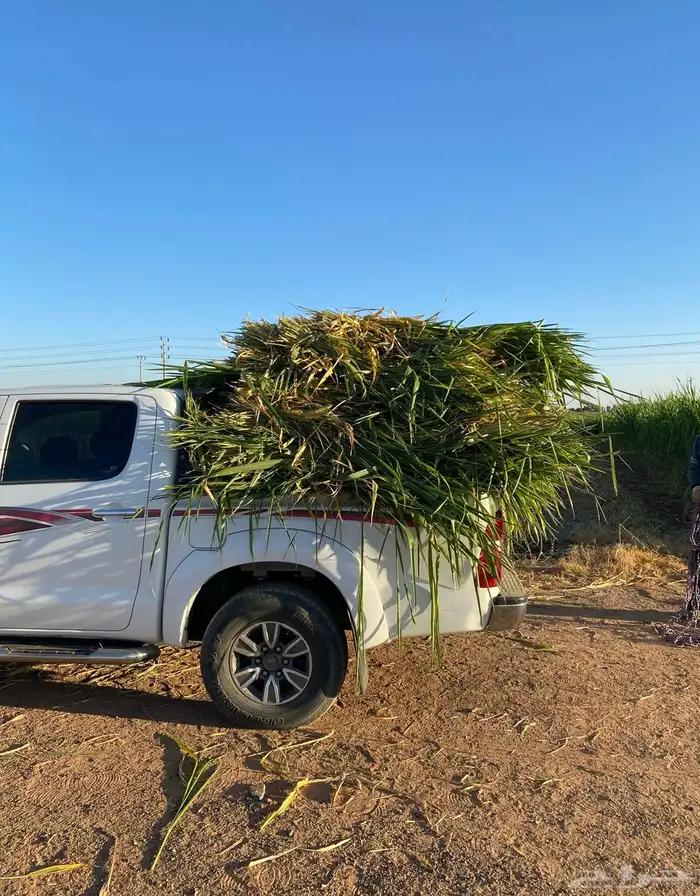 اعلاف اعلاف وشتلات بونيكام اسباني 5