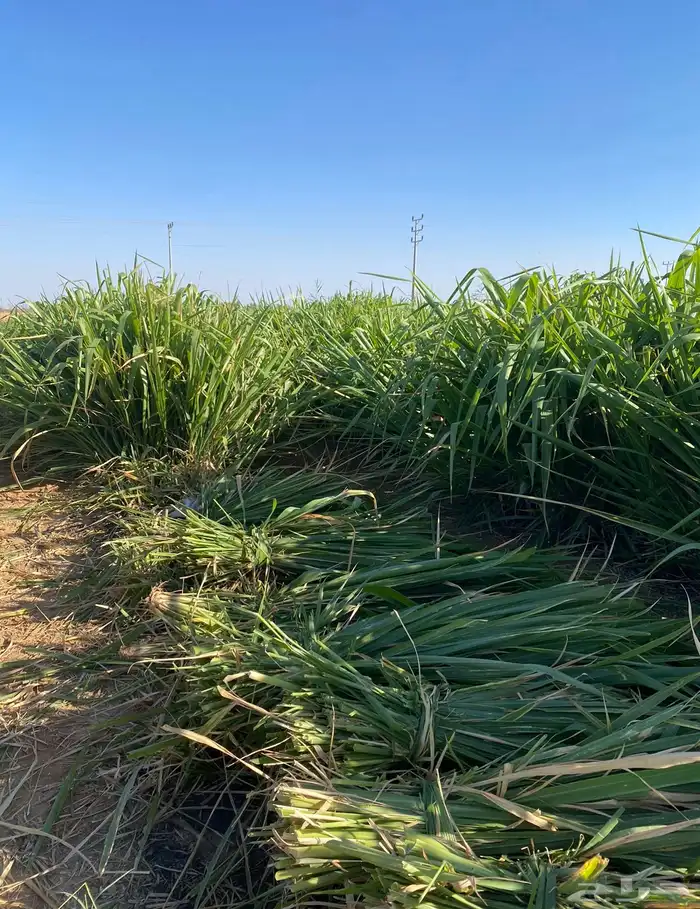 اعلاف اعلاف وشتلات بونيكام اسباني 8