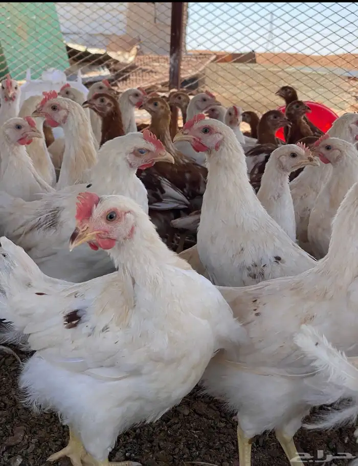 دجاج لوهمان براون الماني بيور دم صافي مستورد 5