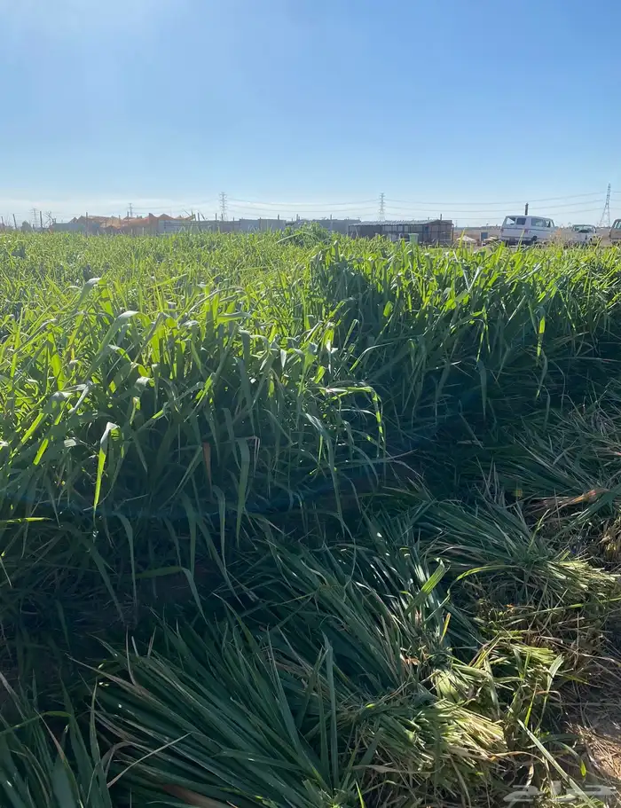 اعلاف اعلاف وشتلات بونيكام اسباني 9