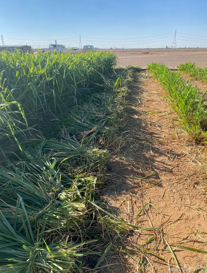 اعلاف اعلاف وشتلات بونيكام اسباني 7