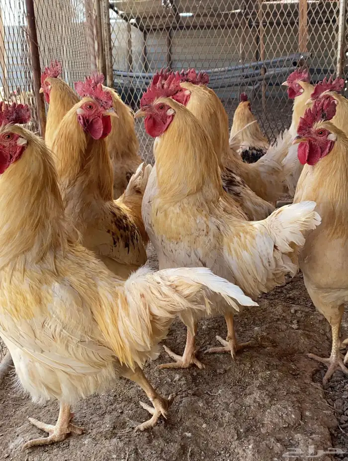 دجاج لوهمان براون الماني بيور دم صافي مستورد 2