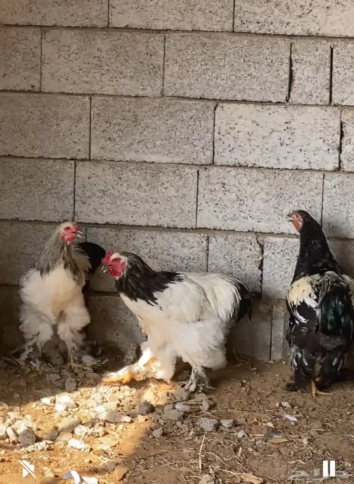 ديوك براهما للبيع 0
