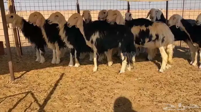 نجد مراح تم البيع 6