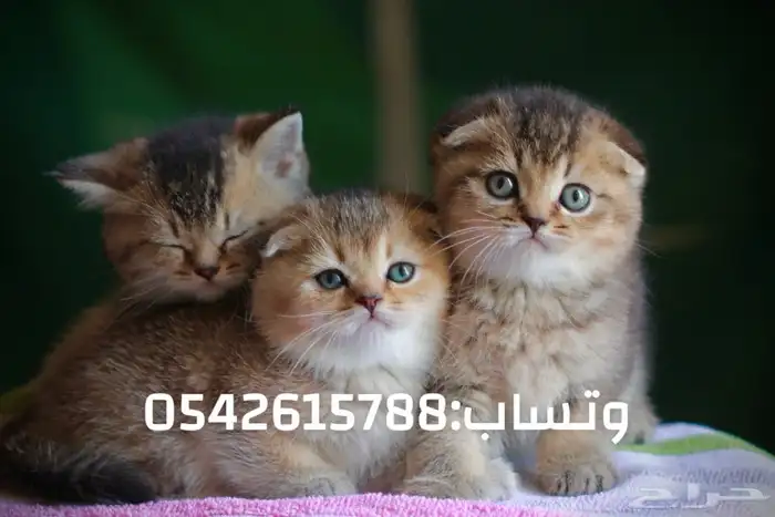 قطط سكوتش للبيع مطعمين توصيلهم مجاني 3