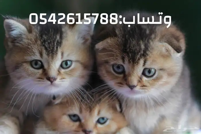 قطط سكوتش للبيع مطعمين توصيلهم مجاني 0