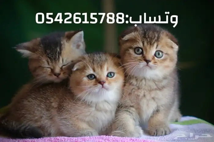 قطط سكوتش للبيع مطعمين توصيلهم مجاني 1