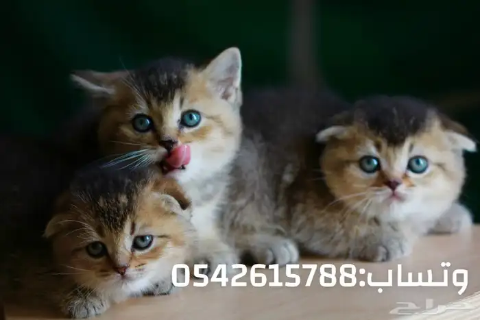 قطط سكوتش للبيع مطعمين توصيلهم مجاني 2