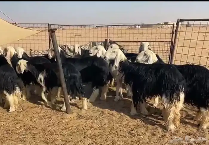 نجد مراح تم البيع 7