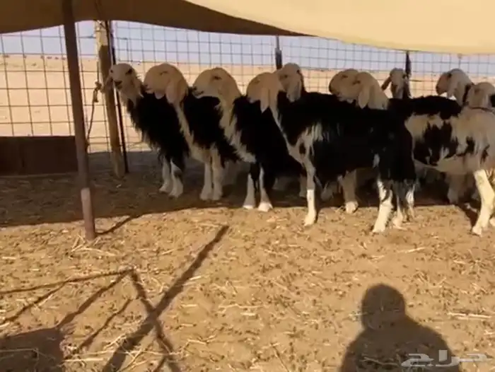 نجد مراح تم البيع 2