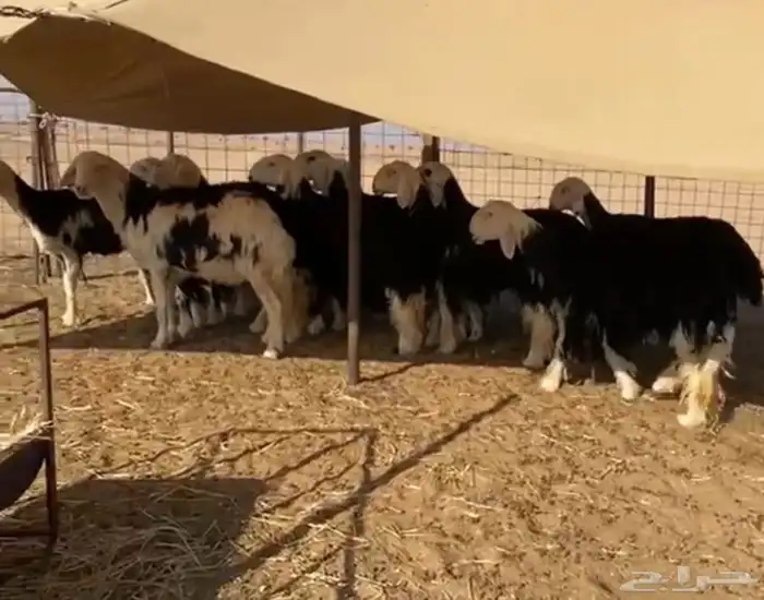 نجد مراح تم البيع 5