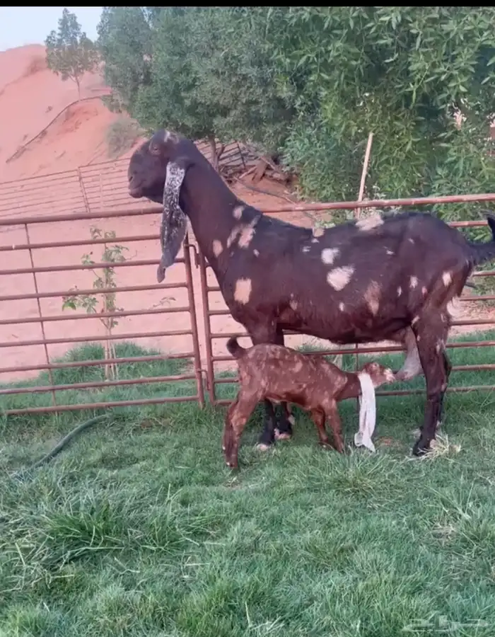 كاموريه جرم حصان متبع بجفره فاخره 0