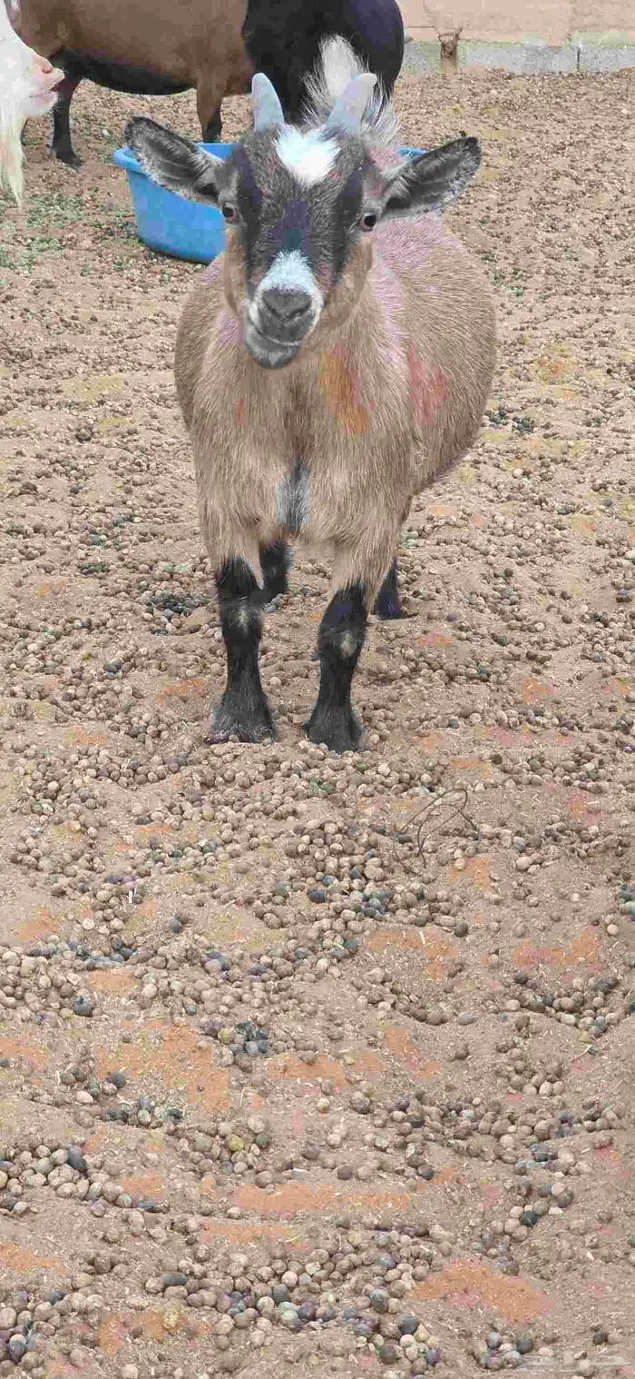 ماعز قزم أمهات فواخر دفيع من تيس خصم ابيض صافي 6