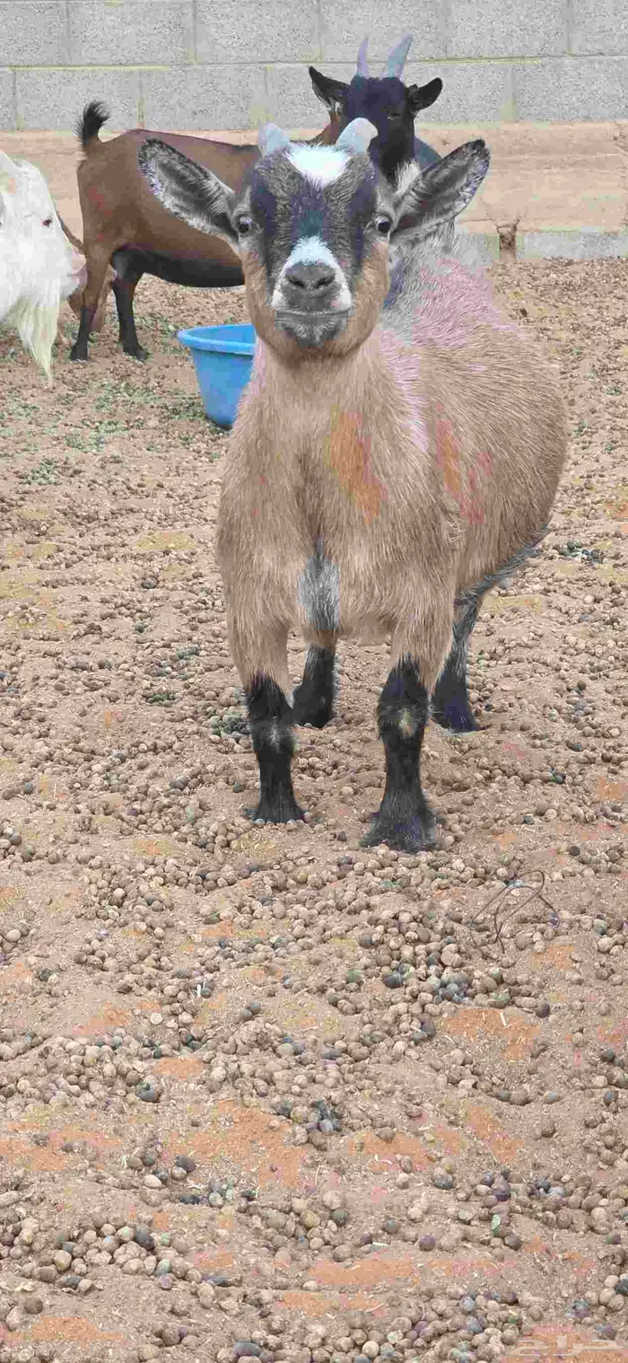 ماعز قزم أمهات فواخر دفيع من تيس خصم ابيض صافي 7