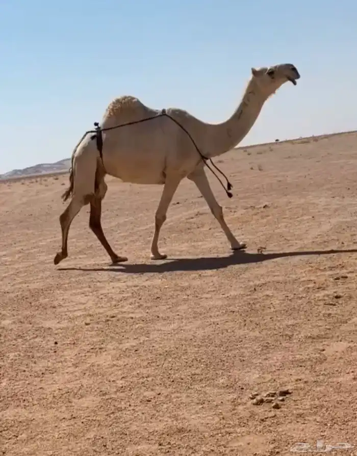 للبيع ضريبه رمانيه 0