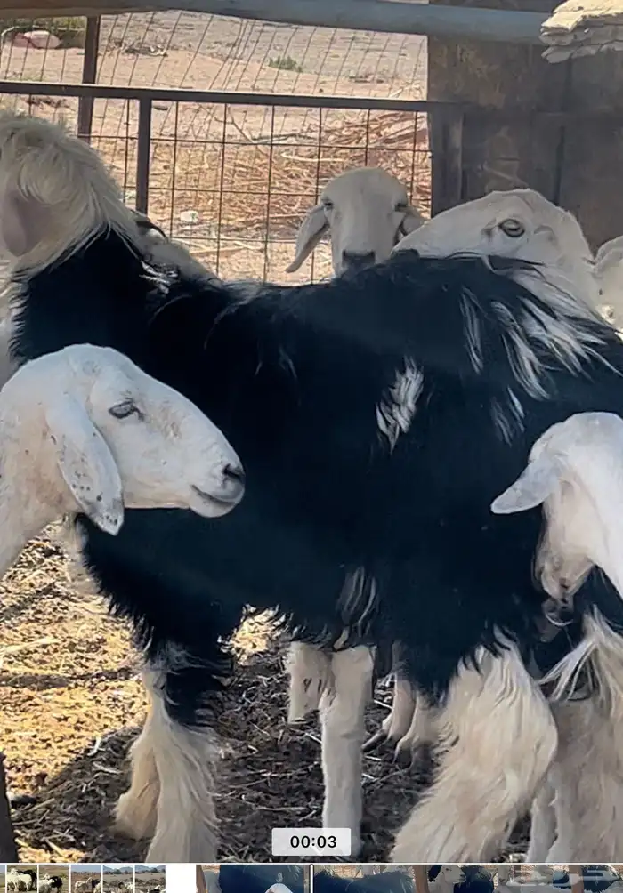 خروووف صنف مقفل شحم نجدي جذع عمره 8 شهور ونص فاخر يصلح فحل 3