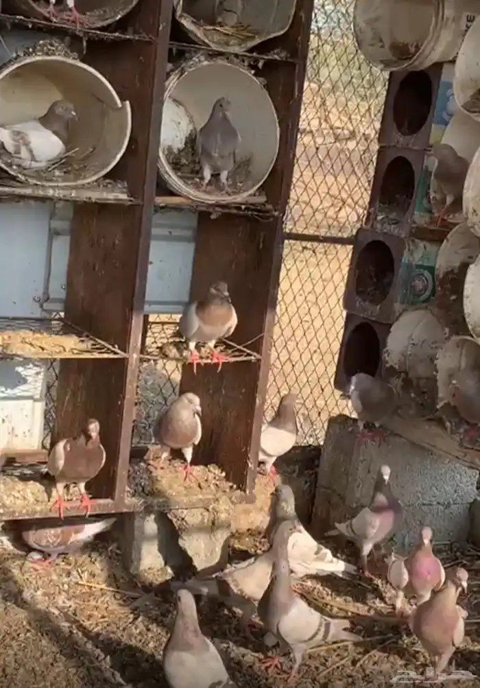 حمام سلفر 0