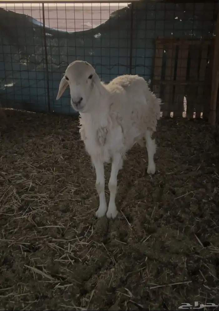 خروف ثني مشروط 2