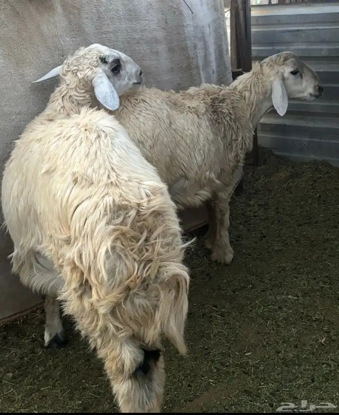 طليان حريه 0