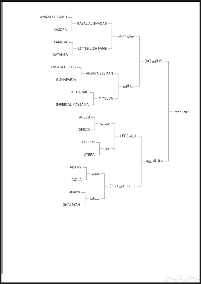 حصان واهو حفيد مروان 3