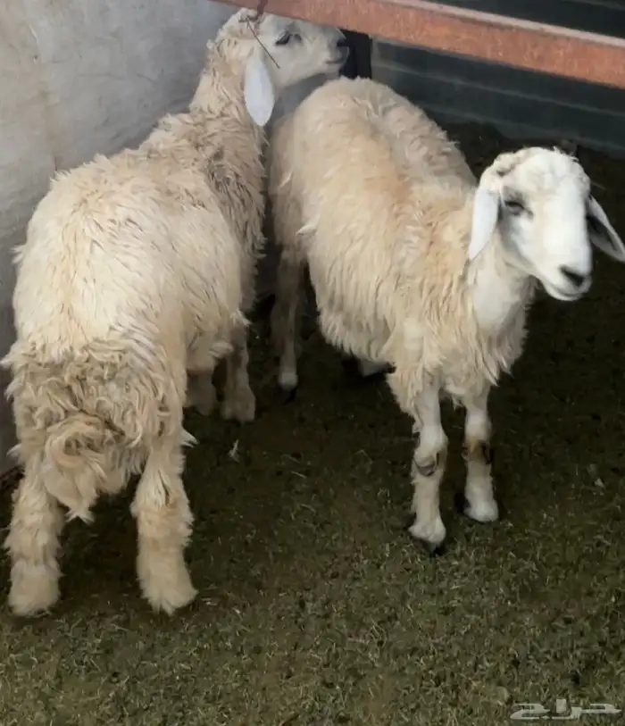 طليان حريه 1