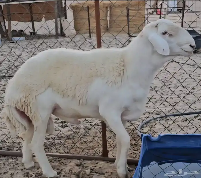 مشروع فحل حري صنف 6