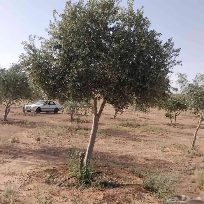أشجار زيتون مثمره نيبالي 8