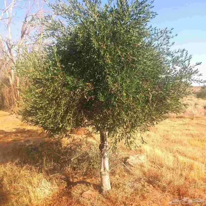 شبوك ونخيل وزيتون 9