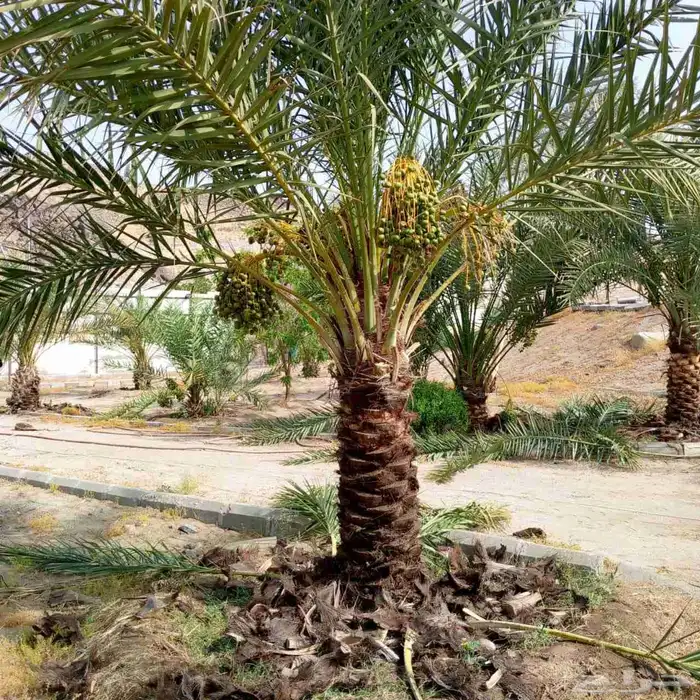 يوجد لدينا جميع انواع النخيل مثمره وجميع المقاسات مختلفه 3