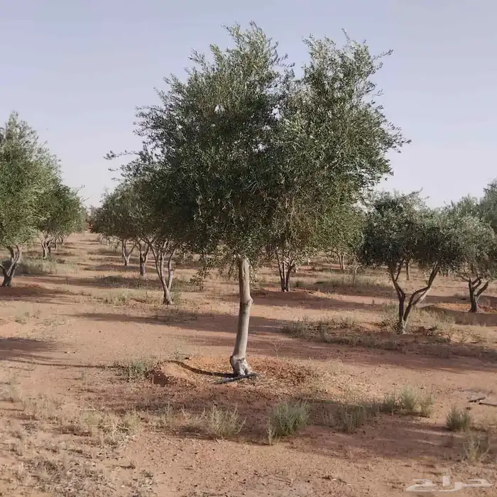 اشجار زيتون معمره اسباني ونيبالي 5