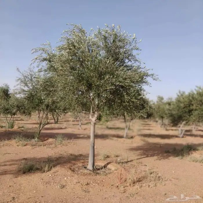 اشجار زيتون معمره اسباني ونيبالي 6