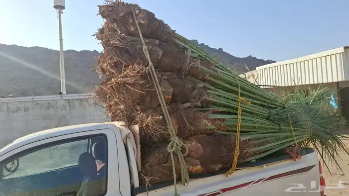 يوجد نخل للبيع في مكه 6