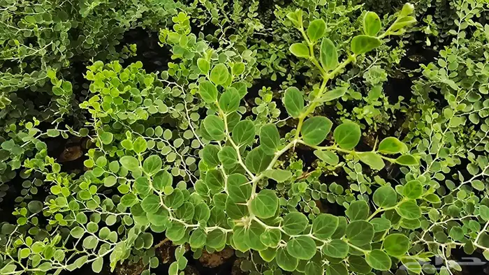 اشجار بريه وزينه 5