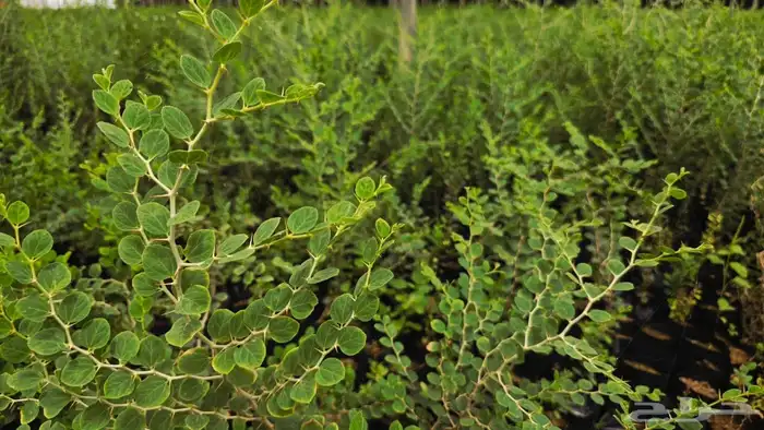 اشجار بريه وزينه 6