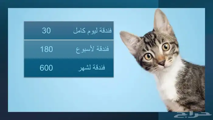 فندقة قطط بالرياض CatsHotelRiyadh 3