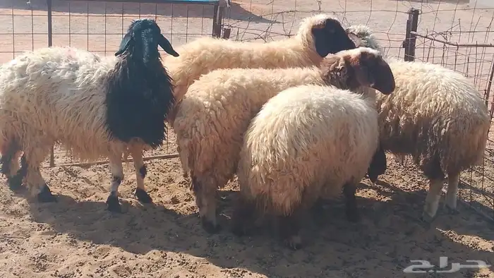 5 حيل طيبه اشباب 1