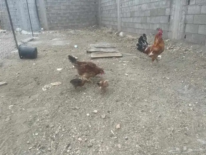 دجاج فرنسي اصيل 2