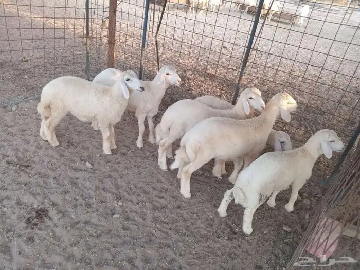 بهم حري مراح 1