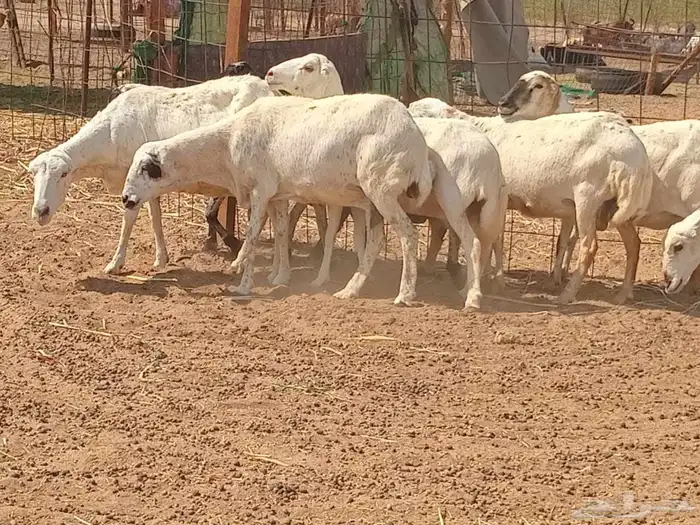 رفيديه دفيع العدد 10 راس 7