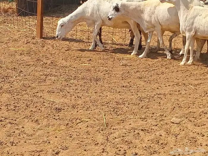 رفيديه دفيع العدد 10 راس 5