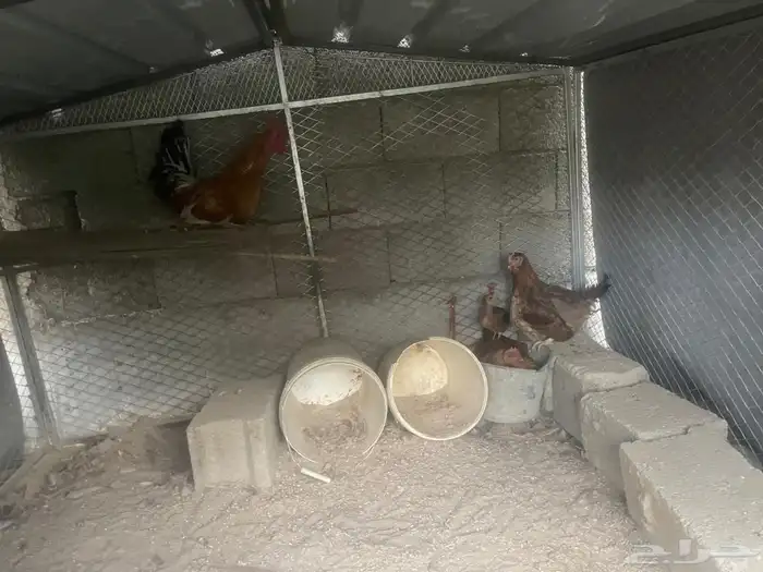 دجاج فرنسي اصيل 1