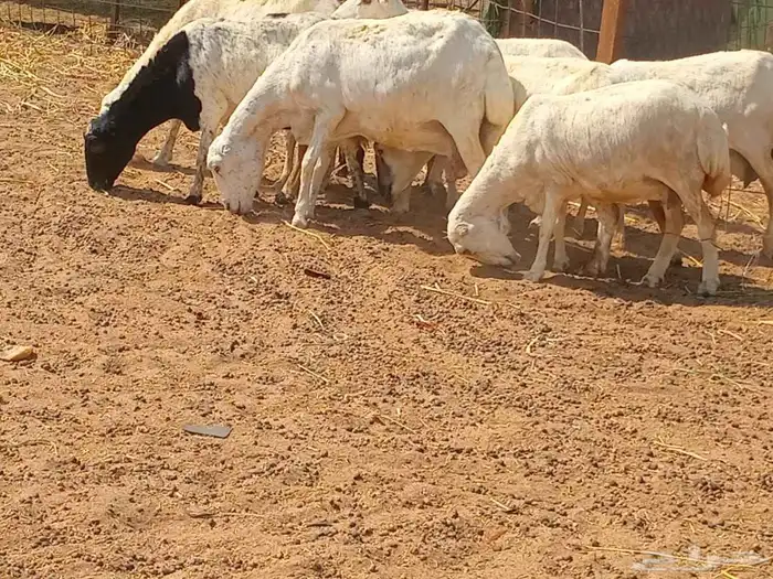 رفيديه دفيع العدد 10 راس 2