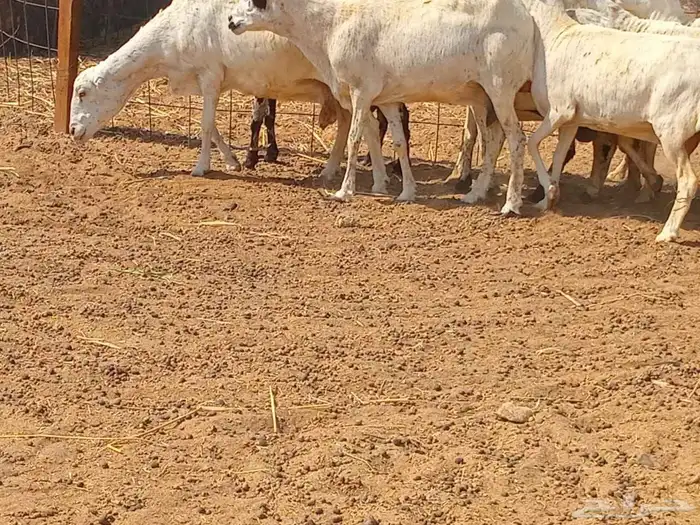 رفيديه دفيع العدد 10 راس 3