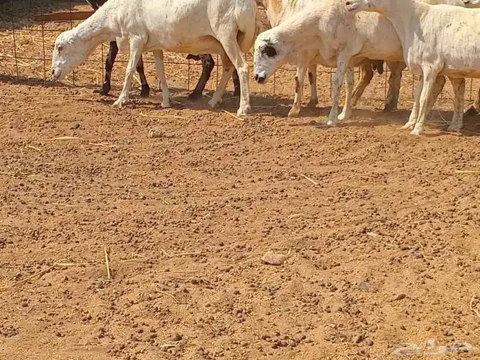 رفيديه دفيع العدد 10 راس 0