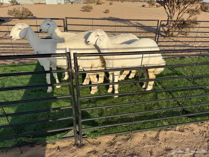 رخال حريات فواخر صنف الصنف 2